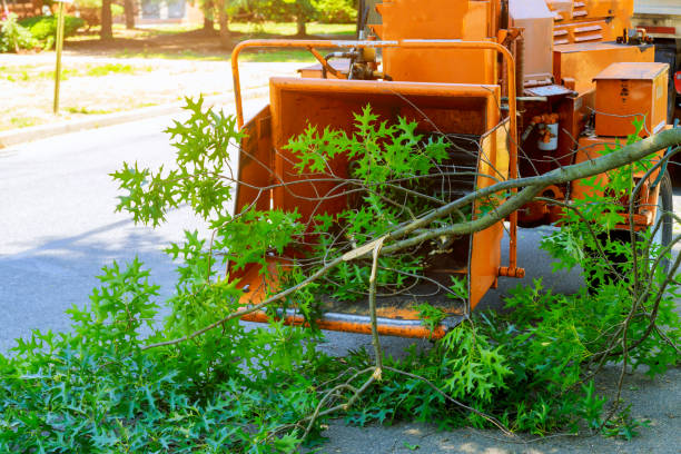 Professional Tree Service in South Gull Lake, MI